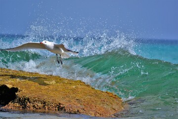 seagull and spray from the waves on the seashore