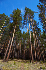 Fototapeta na wymiar Pine forest on a sunny day. Vertical orientation