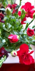 carnation, bud, red flower, nature beauty