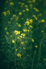 Obraz premium Flower