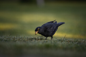 blackbird on the grass