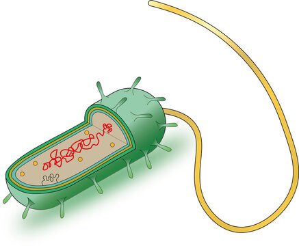 3D bacterium cut away to see interior