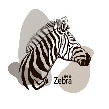 Zebra beautiful animal pattern