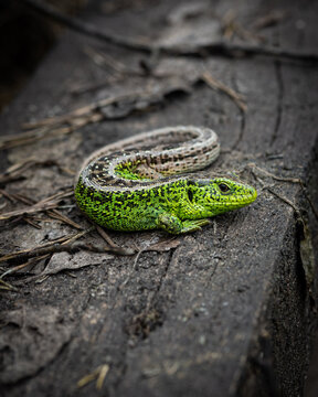 Jaszczurka na szlaku