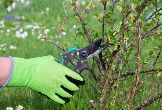 Pruning Gooseberry Bushes In The Garden In Spring