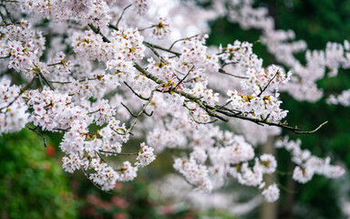 A closeup shot of cherry blossoms.