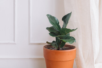 Ficus Lyrata in ceramic pot.  White wall background. Scandinavian interior.