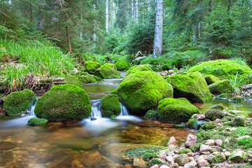 Idyllischer Wildbach im Nationalpark Schwarzwald