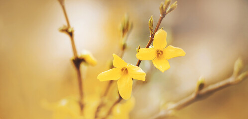 Beautiful bright yellow blooming flowers of forsythia grow on the thin branches of the shrub,...