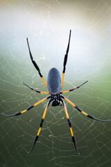 Nephila inaurata spider on her net in Reunion Island