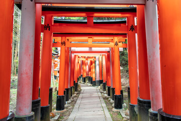 Fototapeta na wymiar The Senbon Torii (233 meters thousands of vermilion torii gates) of Fushimi Inari-taisha. The trails lead into the forest of the sacred mt. Inari.