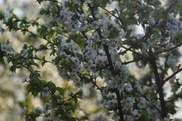 blossoming, plum, sky
