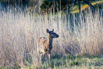 deer in the grass