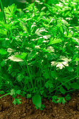 Green young parsley leaves on a garden bed in a vegetable field. Fresh parsley in the ground. Gardening. Aromatic herbs and spices.