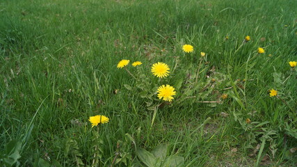 blooming yellow dandelions in the tall green grass spring