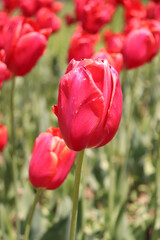 チューリップ 春 赤い 綺麗 花畑 落ち着いた さわやか 美しい 春の花 リラックス