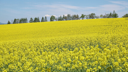 Obraz premium 安平町の菜の花畑（Canola field in Abira Town）