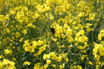 field of yellow rapeseed with bumblebee