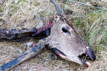 Decomposing carcass of deer by the roadside
