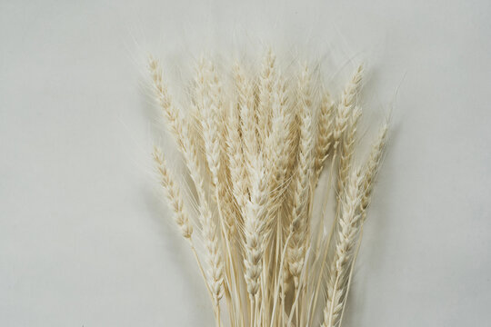 小麦 © K+K