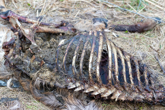 Decomposing carcass of deer by the roadside. Closeup of rib cage