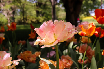 ガーデン 鮮やか 群生 ピンク カラフル チューリップ オレンジ 森 春 花畑 