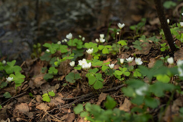 green moss on the ground
