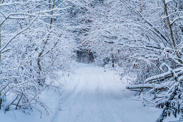 Winter forest in the snow