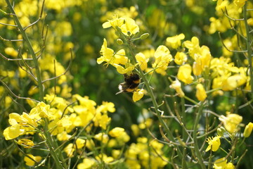 field of yellow rapeseed flowers with bumblebee