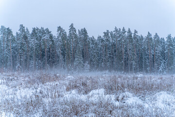Winter forest in the snow