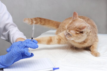 A cat attacking a veterinarian. A syringe in the vet's hand and a ginger cat who doesn't want to get vaccinated.