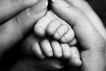 Children's feet in hold hands of mother and father on white. Mother, father and newborn Child. Happy Family people concept. Black and white.