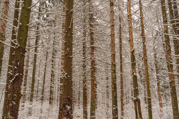 Fototapeta premium Winter forest in the snow