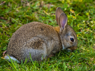 Cute rabbit baby eats green grass on the ground