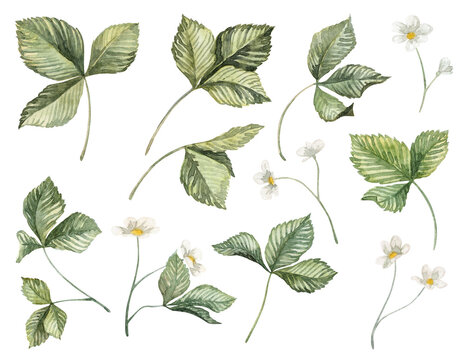 Collection of watercolor strawberry leaves and blossom flowers. Hand painted botany