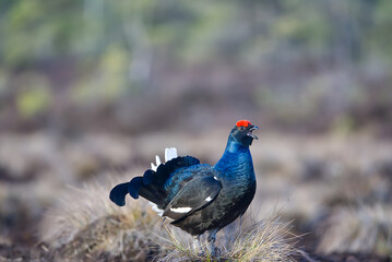 Lekking black grouse on spring swamp. Spring colors of moors with black grouse, blackcock. Male Black Grouse lek game at sunrise. banner of Lyrurus tetrix lekking in Estonia, Saaremaa.
