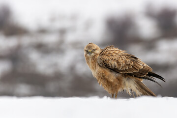 A long-legged buzzard (Buteo rufinus) landed in the snow