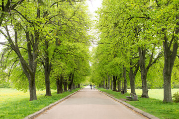Fototapeta na wymiar The Road In A Green Arch Of Trees. summer park and beautiful nature
