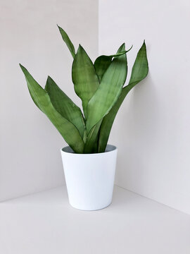 plant in a pot