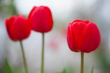 Tulipa. red tulips. beautiful flowers blooming in spring on a flower bed in the garden. delicate red tulips. floral holiday background. spring flowers, a gift to your girlfriend, close-up, bokeh.