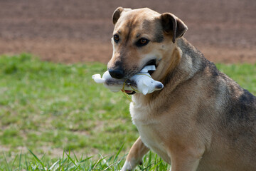 Cute dog waiting to play with toy at walk. the dog is holding a white plastic toy dog in his teeth, sitting on the green grass. dog isolated on natural background. play outdoors. close-up