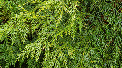 Evergreen leaves on branch of Thujopsis dolabrata, also called hiba, false arborvitae, or hiba arborvitae in 