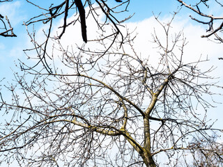 bare branches of apple trees and white cloud