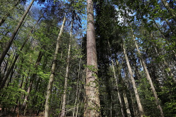 Fototapeta premium Wald, Mystik, Zauber, Bäume, Frühling, Heilung