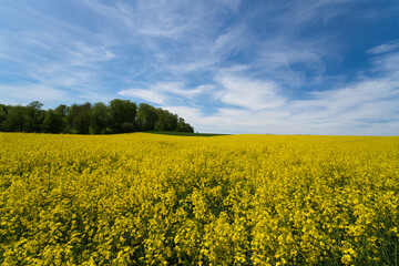 Obraz premium a Field of bright yellow rapeseed in springtime
