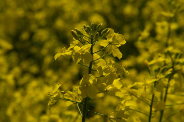 the Close up of canola or rapeseed blossom used for alternative energy