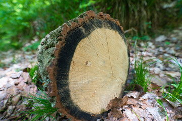 a freshly sawn tree trunk in close-up at the edge of the forest