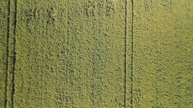 totaler, sich drehender Aufstieg &uuml;ber ein Rapsfeld im Fr&uuml;hjahr. Bl&uuml;hnede Rapspflanzen.