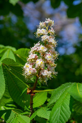 Aesculus hippocastanum horse chestnut tree in bloom, group of white flowering flowers on branches