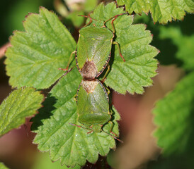 Common Green Shield Bug, male and female, mating. Scientific name Palomena prasina.	